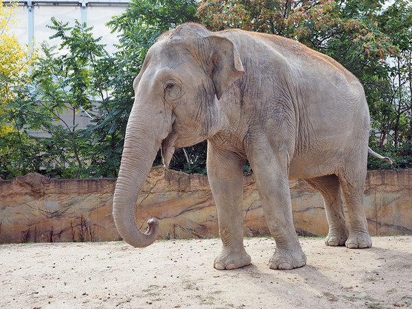 Elefantenkuh Don Chung auf der Aussenanlage im Zoo Leipzig, Foto: Zoo Leipzig