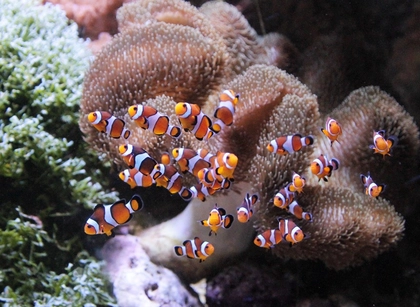 Auf, im und unter Wasser: Die Tierwelt im nassen Element Auf, im und unter Wasser: Die Tierwelt im nassen Element