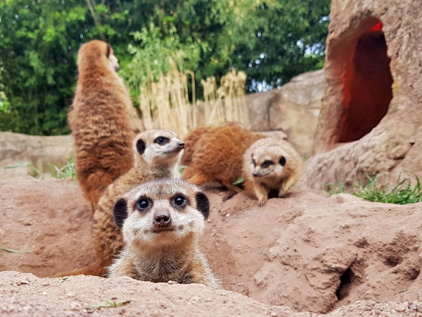Die Erdmännchen sind Spitzenreiter, Foto: Zoo Leipzig