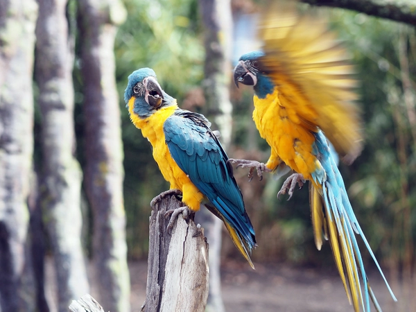 Blaukehlaras in den neuen Vogelwelten, Foto: Zoo Leipzig