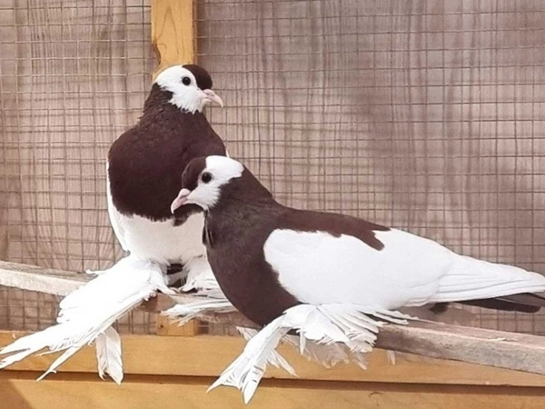  Gezeigt werden auf der 129. LIPSIA Bundesschau rund 25.000 Tauben ganz unterschiedlicher Rassen, Farben und Formen. Foto: Leipziger Messe
