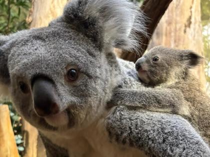 Koalajungtier im Zoo Leipzig sucht einen Namen