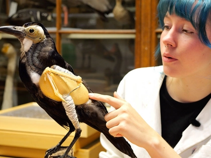 Preisgekrönter Videopodcast des Naturkundemuseums Leipzig startet neue Staffel