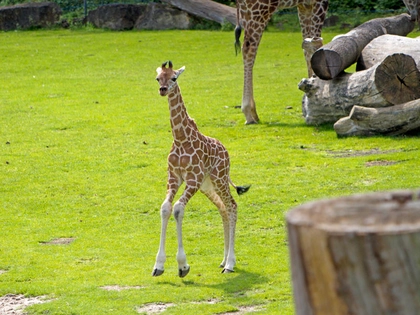 Zoo Leipzig: Tamikas Tochter sucht einen Namen Zoo Leipzig: Tamikas Tochter sucht einen Namen