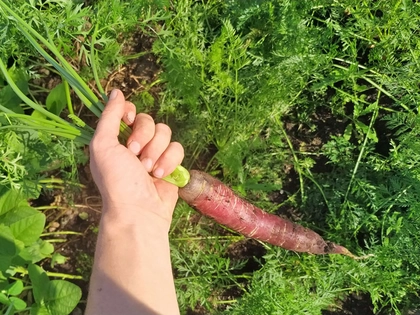 BUND Leipzig startet Kampagne „Leipzig is(s)t so frei – Bio und regional? Natürlich und sozial!“