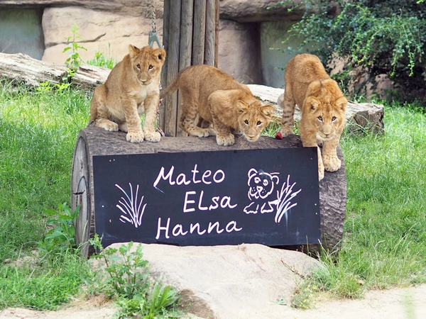 Löwenjungtiere: Mateo, Elsa und Hanna, Foto: Zoo Leipzig