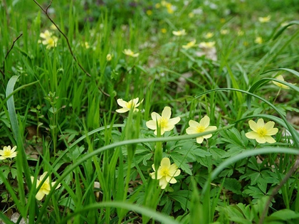 Leipziger Windröschen ist die Leipziger Auwaldpflanze 2020