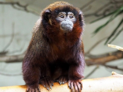 Neue Affenart im Zoo Leipzig Neue Affenart im Zoo Leipzig