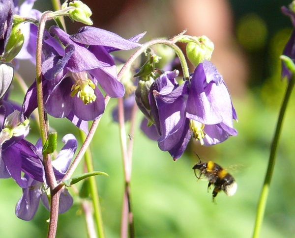 Eine Hummel an einer Akelei