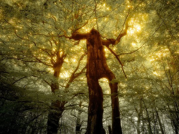 Film: Die Seele des Waldes - Eine magische Filmreise durch Deutschlands Wälder. Faszinierend. Mystisch. Bildgewaltig.