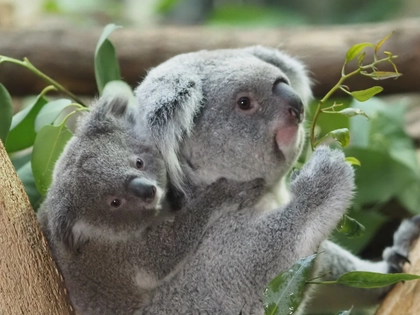 Wonnemonat Mai im Zoo Leipzig