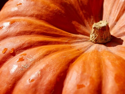 Kürbisfest im Schulbiologiezentrum Leipzig