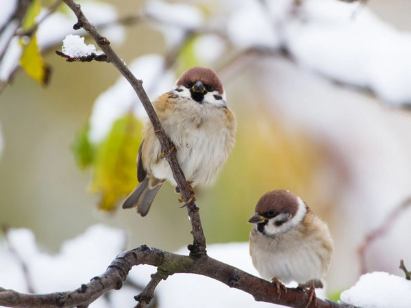 Welchen Platz Feldsperlinge wohl bei der „Stunde der Wintervögel“ 2021 belegen? Bei der vergangenen Zählung war es Platz 3. Foto: Bärbel Franzke