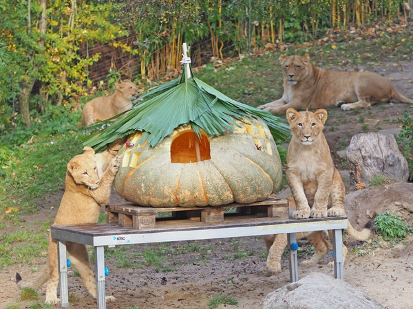 Riesenkürbis für die Löwen, Foto: Zoo Leipzig