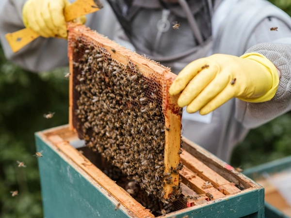 Foto: pexels.com / Anete Lusina