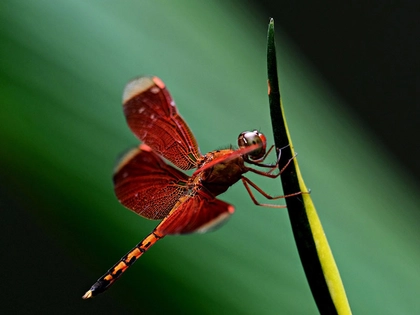 Vom Ei zum Flugakrobaten: Exkursion zu den Libellen