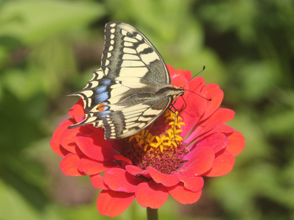 NABU Leipzig lädt zum „Tag der Schmetterlingswiesen“ ein