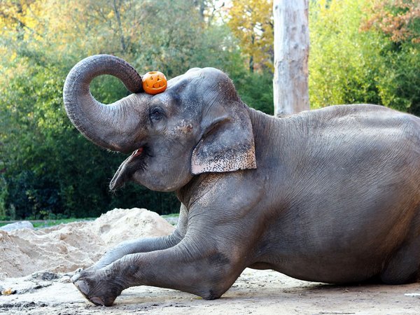 Elefantenkuh Thura ist bereits auf Halloween eingestellt, Foto: Zoo Leipzig.