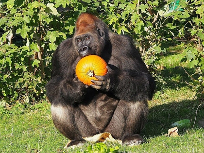 Bunter Herbst im Zoo Leipzig: Tickets für Ferien & Halloween-Spektakel online sichern Bunter Herbst im Zoo Leipzig: Tickets für Ferien & Halloween-Spektakel online sichern