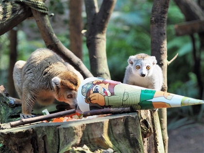 Schulanfängertag und Welt-Elefanten-Tag im Zoo Leipzig Schulanfängertag und Welt-Elefanten-Tag im Zoo Leipzig