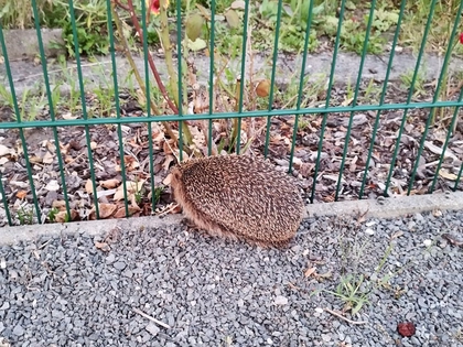 NABU Leipzig startet monatliche Wildtierberatung