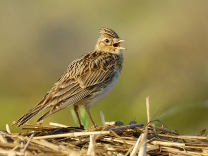 NABU-Vortragsabend im Naturkundemuseum Leipzig zum Vogel des Jahres