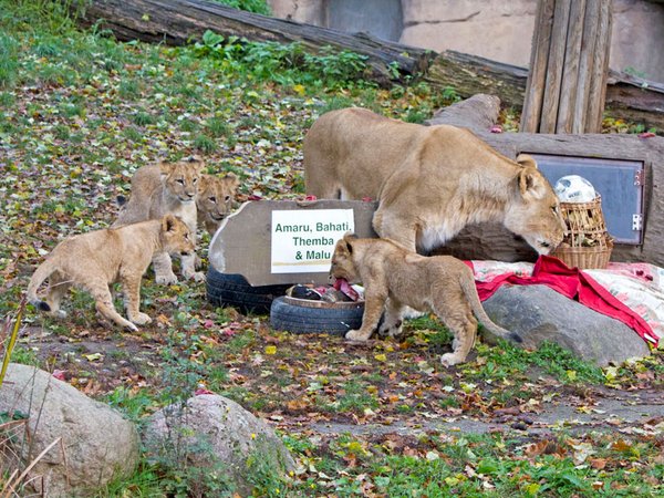 Die Löwenjungtiere im Zoo Leipzig haben heute ihre Namen bekommen, Foto: Zoo Leipzig