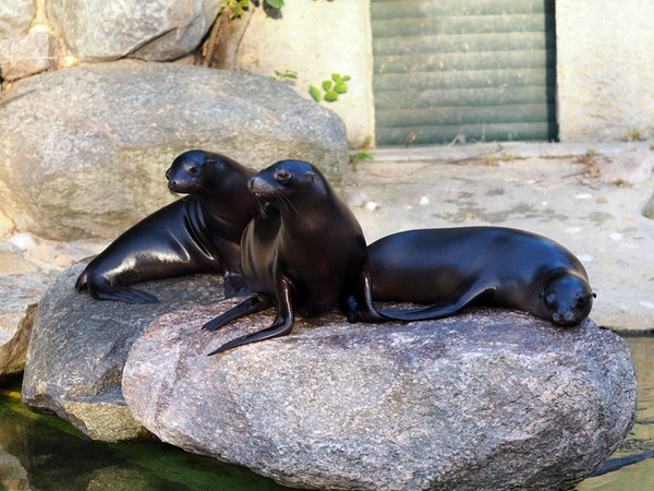 Seelöwen Hilla, Sissi und Alice erkunden ihr neues Revier, Foto: Zoo Leipzig