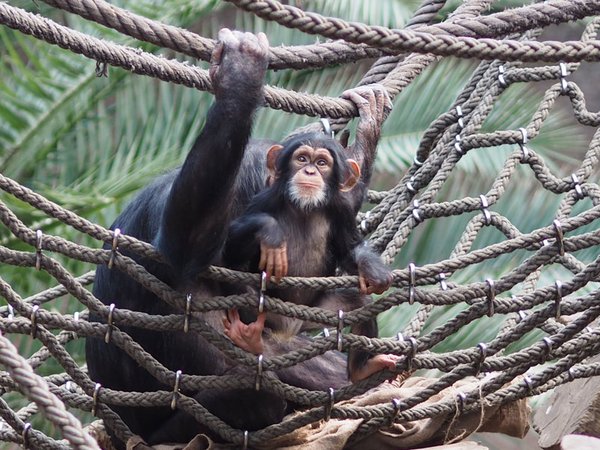 Schimpansenjunges Makeni, Foto: Zoo Leipzig