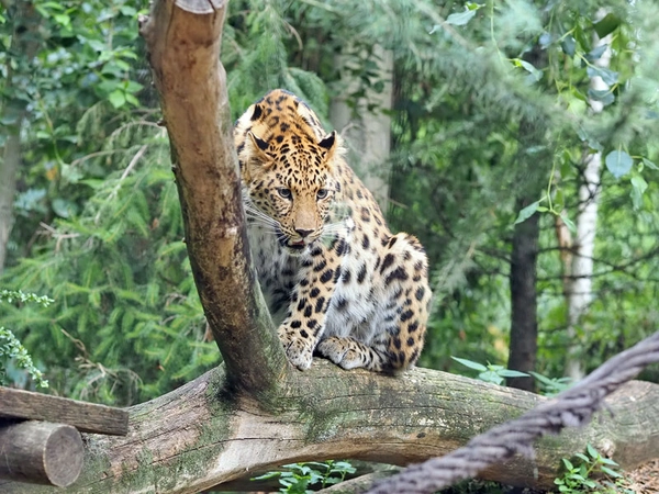 Leoapardkatze Mia im Leaoprden-Tal, Foto: Zoo Leipzig