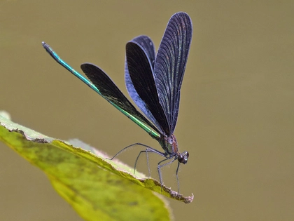 Libellen-Exkursion mit dem NABU
