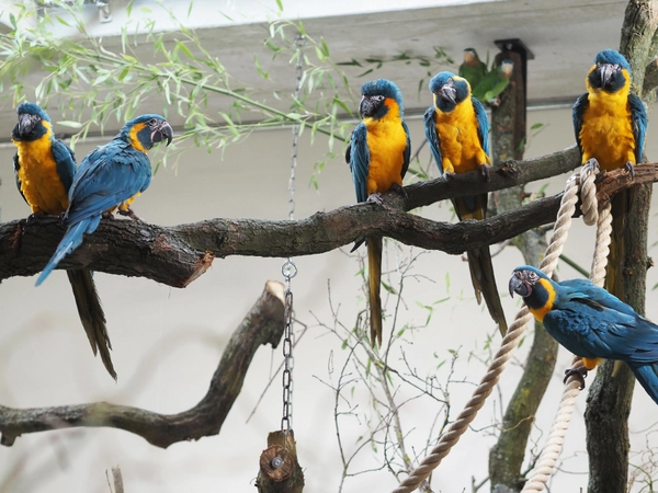 Blaukehlaras - die ersten Bewohner von Amazonien sind eingezogen, Foto: Zoo Leipzig