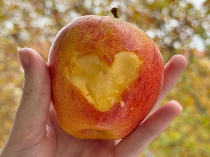 Stadtreinigung Leipzig lädt zum Workshop ein: Äpfel schnitzen für Groß und Klein