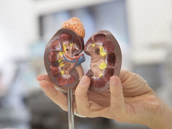 Am 28.11.2020 findet ein Online-Patientenseminar zur Nierentransplantation statt, Foto: Stefan Straube / UKL