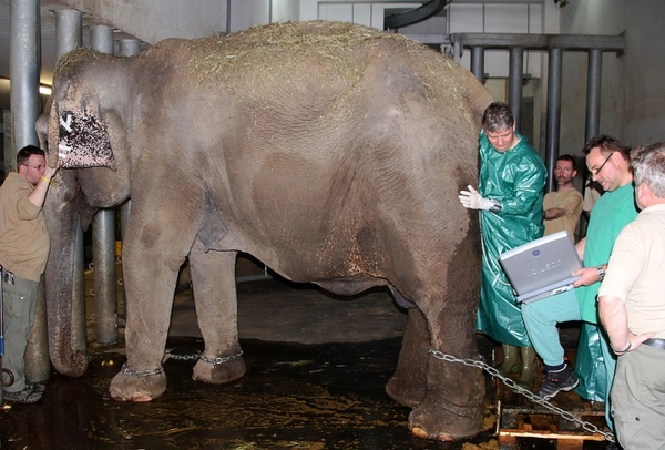 Ultraschall-Untersuchung bei Thura im Zoo Leipzig.