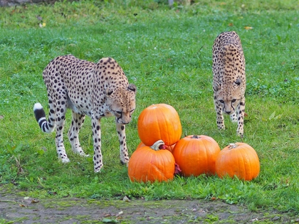 Herbstferien 2022 im Zoo Leipzig Herbstferien 2022 im Zoo Leipzig