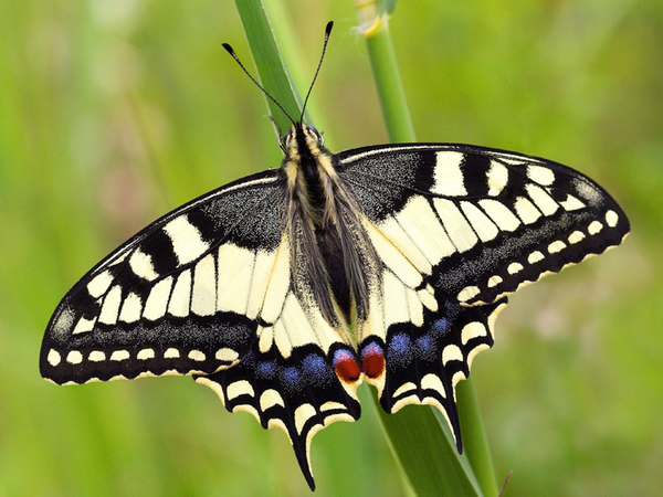 Der Schwalbenschwanz gehört zu den acht Kernarten des Insektensommers im August. Der farbenprächtige Schmetterling ist in Deutschland besonders geschützt, Foto: Ralf Hausmann