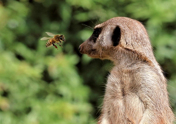 Bienen unterwegs im Zoo Leipzig