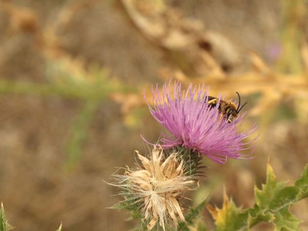halictus scabiosae auf einer Distel, Foto: NABU Regionalverband Leipzig e.V.