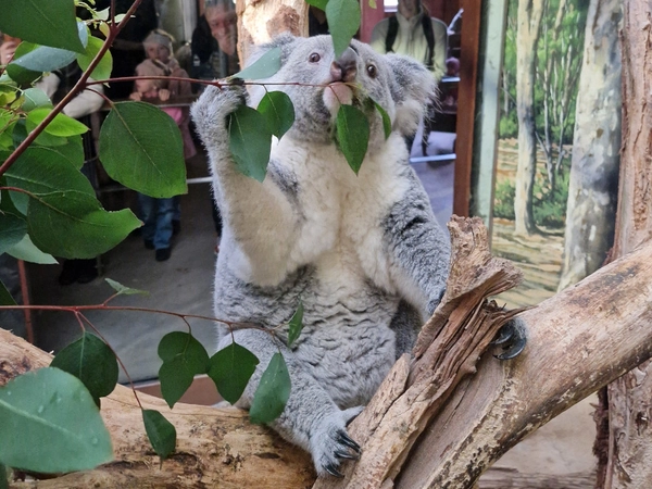 Koala Erlinga mit gefülltem Beutel, Foto: Zoo Leipzig