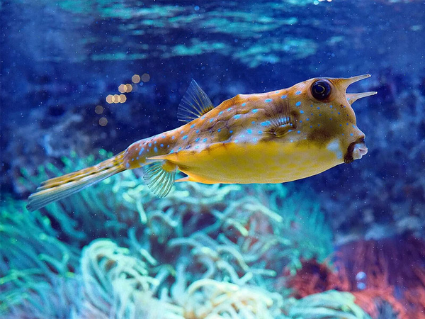 Kuhkofferfisch, Foto: Zoo Leipzig