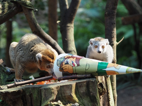 Schulanfang bei den Kronenmakis, Foto: Zoo Leipzig