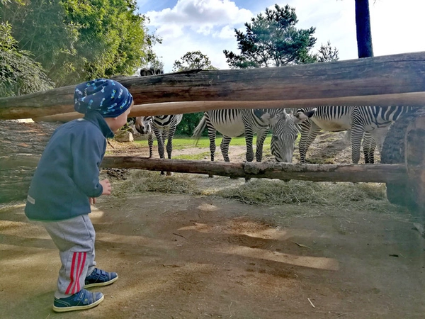 Bei den Entdeckertagen mit den Zebras auf Tuchfühlung gehen, Foto: Zoo Leipzig