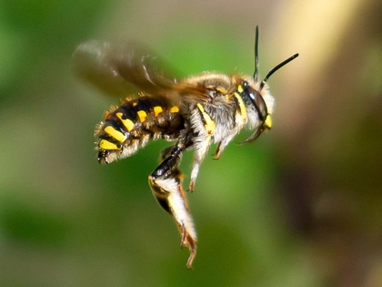 Bioblitz 2022 - Naturkundemuseum Leipzig ruft zum Mitmachen auf