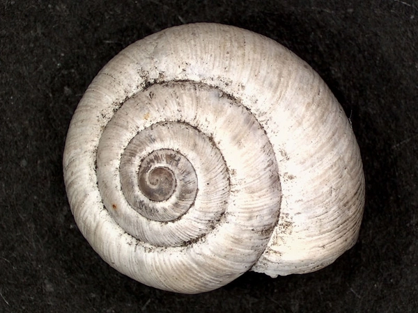 Quendelschnecke, Foto: Naturkundemuseum Leipzig