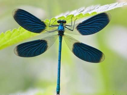Faszinierende Libellenfotos aus dem Nationalpark Hainich in Leipzig