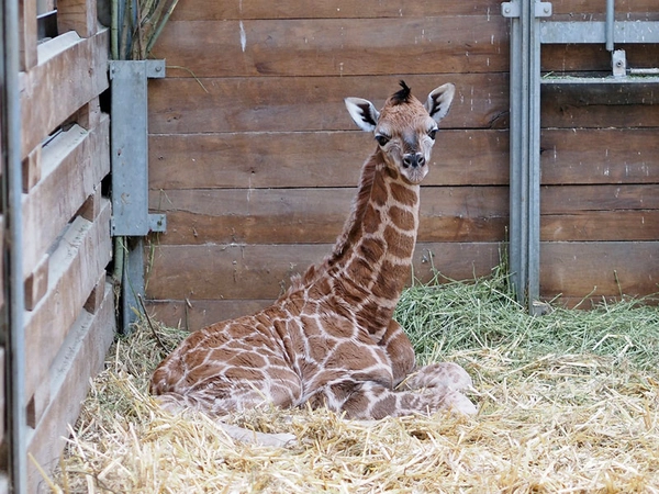Giraffennachwuchs, Foto: Zoo Leipzig