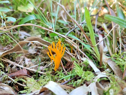 Naturkundemuseum Leipzig ruft zum Mitmachen auf: Pilze suchen im Oktober