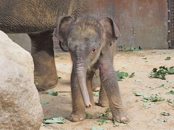 Der Sohn von Pantha und Voi Nam sucht einen Namen, Foto: Zoo Leipzig