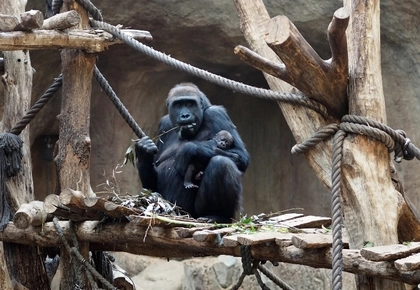 Gorillamädchen des Zoo Leipzig heißt Kianga Gorillamädchen des Zoo Leipzig heißt Kianga